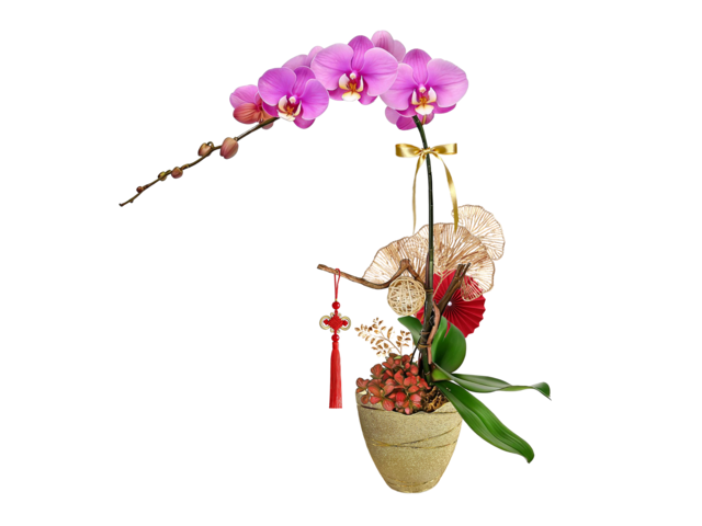 蘭花 - 農曆新年賀年蘭花 N4  - CRO20105A4 Photo